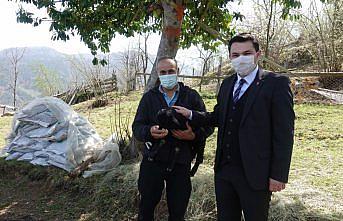 Artvin'de eski hükümlü devlet desteğiyle sürü sahibi oldu