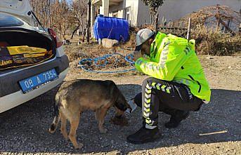 Artvin'de polisler tam kapanmada sokak hayvanlarını besledi