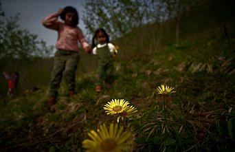 Batı Karadeniz yaylaları baharın müjdecisi çiçeklerle renklendi