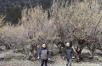 Bolu Orman Bölge Müdürü Bıyıklı, Göynük'te kızılcık ormanını inceledi