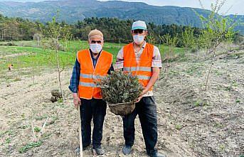 Bolu'da 100 dönümlük arazi lavanta bahçesi olacak
