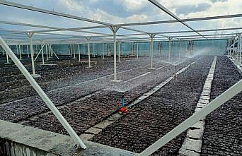 Bolu'da 400 bin fidan üretimi gerçekleşecek