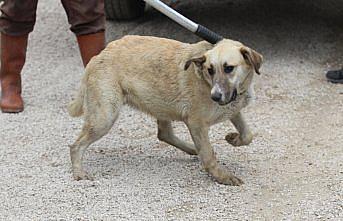 Bolu'da Anadolu Otoyolu kenarında bulunan 20 köpek barınağa götürüldü