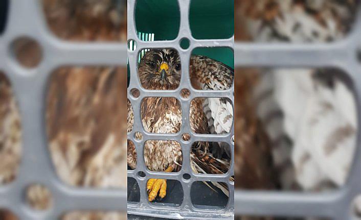 Bolu'da yaralı bulunan şahin tedaviye alındı