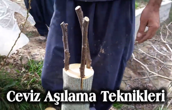 Ceviz Aşılama Teknikleri