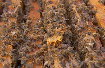 Düzce Üniversitesinde Türkiye'deki bal arısı ırklarının genetik haritası çıkarılacak