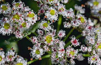 Fotoğraf sanatçılarından çevrim içi söyleşi