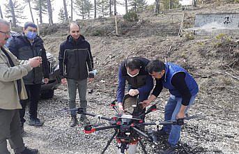 Göynük'te karaçam tohumları drone ile toprakla buluşturuldu