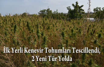 İlk Yerli Kenevir Tohumları Tescillendi, 2 Yeni Tür Yolda