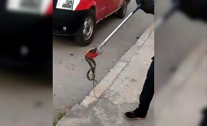 Karabük'te apartman bahçesindeki yılan itfaiye ekiplerince yakalanarak doğaya salındı