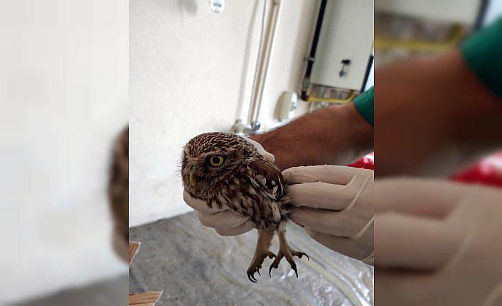 Karabük'te bitkin halde bulunan kukumav kuşu tedavi altına alındı