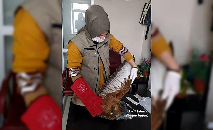 Karabük'te yaralı bulunan kızıl şahin tedavi altına alındı
