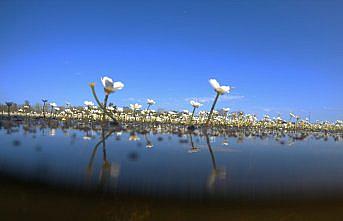 Kızılırmak Deltası'nda suda açan çiçekler tanıtım için kullanılıyor