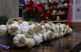 Kooperatif kuran Kastamonulu kadınlar lavanta üretimine başladı