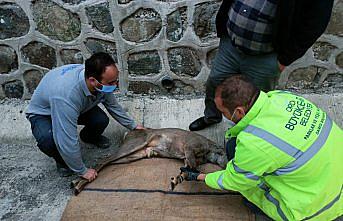 Ordu'da yüksekten düşerek yaralanan karaca tedavi altına alındı