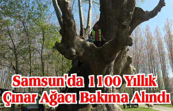 Samsun'da 1100 yıllık çınar ağacı bakıma alındı