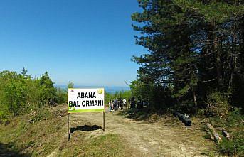 Abana'da bal ormanı kuruldu