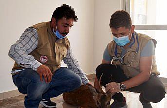 Amasya'da yaralı bulunan karaca tedavi altına alındı