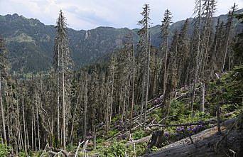 Artvin'deki Hatila Vadisi Milli Parkı zararlı böceklerden temizlenecek