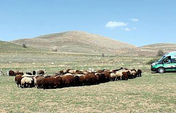Bayburt'ta besicinin imdadına 