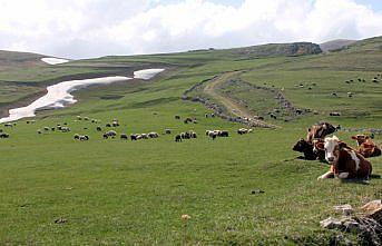 Bayburt'ta kışla sessizliğe bürünen dağ köyleri canlandı