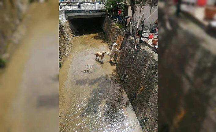Bolu'da dereye düşen köpekler kurtarıldı
