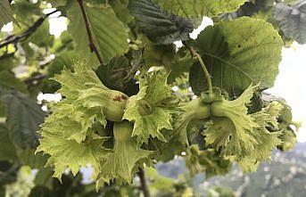 Dededen babadan kalma fındık bahçeleri sürdürülebilir olmaktan çıkıyor