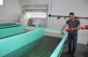 Devlet desteğiyle kurduğu tesiste gökkuşağı alabalığı üretiyor