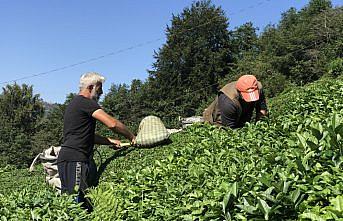 Doğu Karadeniz'de birinci sürgün yaş çay hasadı başladı