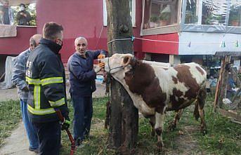 Düzce'de boynuna zincir dolanan danayı itfaiye ekipleri kurtardı
