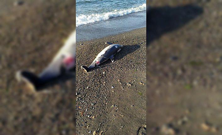 Düzce'de deniz yüzeyinde bulunan ölü yunus kıyıya çıkarıldı