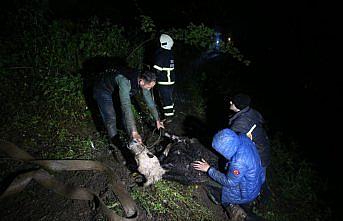 Düzce'de itfaiye ekipleri 40 metrelik uçuruma düşen ineği kurtarmak için seferber oldu