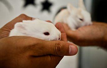 Düzce'de öğretmenlerin okul bahçesinde beslediği 9 tavşan yavrusu özel öğrencilerin maskotu oldu