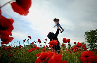 Düzce'de tarlaları kırmızıya boyayan gelincik çiçekleri şenliği