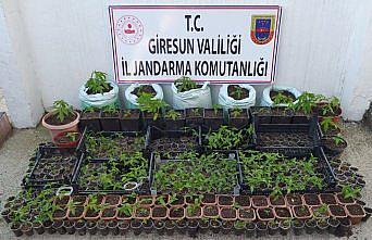 Giresun'da 1150 kök kenevir ve 100 kök skunk ele geçirildi