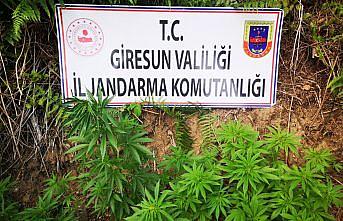 Giresun'da 116 kök kenevir ele geçirildi