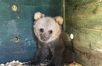 Giresun'da ayı yavrusu 