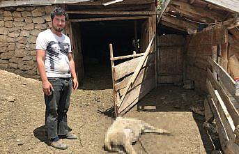 Karabük'te ahırdaki 35 küçükbaş havyanın telef olmasına inceleme