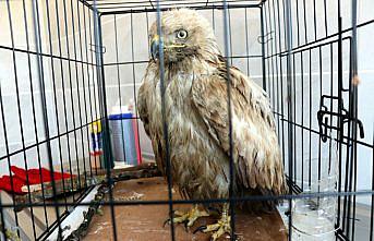 Karabük'te yaralı bulunan kızıl şahin tedaviye alındı