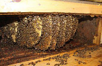 Kastamonu'da arıcılık yapan aile 150 yıllık kovanlıkta bal üretiyor