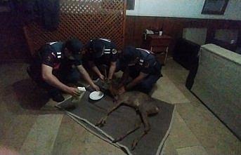 Kastamonu'da jandarma ekipleri yaralı karacayı elleriyle besledi