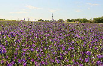 Kızılırmak Deltası ilkbaharda açan çiçeklerle renklendi