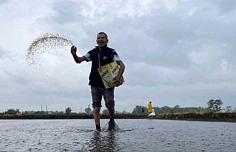Konuralp pirincinin tarladan sofraya uzanan yolculuğu başladı