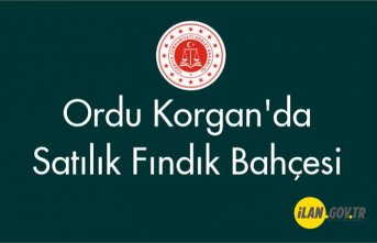 Ordu Korgan'da satılık fındık bahçesi