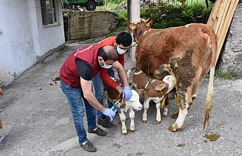 Ordu'da üçüz doğuran ineğin sahibine altın hediye edildi