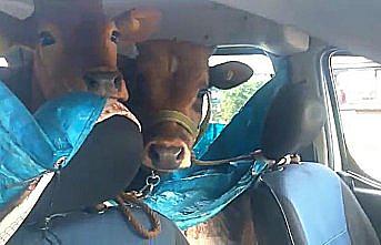 Rizeli vatandaş iki danayı otomobilinin arka koltuğunda yaylaya çıkardı