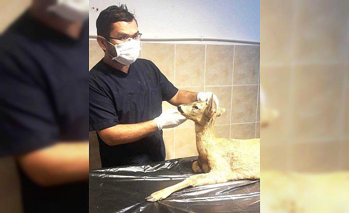 Safranbolu'da 2 yılda 877 sokak hayvanı ameliyat edildi