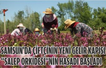Samsun'da çiftçinin yeni gelir kapısı “salep orkidesi“nin hasadı başladı