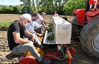 Samsun Büyükşehir Belediyesinden tıbbi aromatik bitki yetiştiriciliğine fide desteği