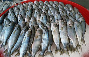 Sinop kıyılarında avlanan çinekoplar tezgahlardaki yerini aldı